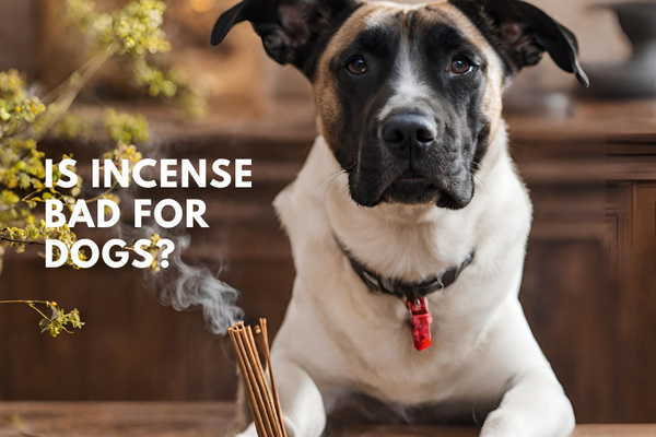 Is Incense bad for Dogs?